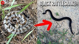 Incredible Black Rattlesnake Found in Alabama! Rare Rattlesnake and Creek Full of Cottonmouths!