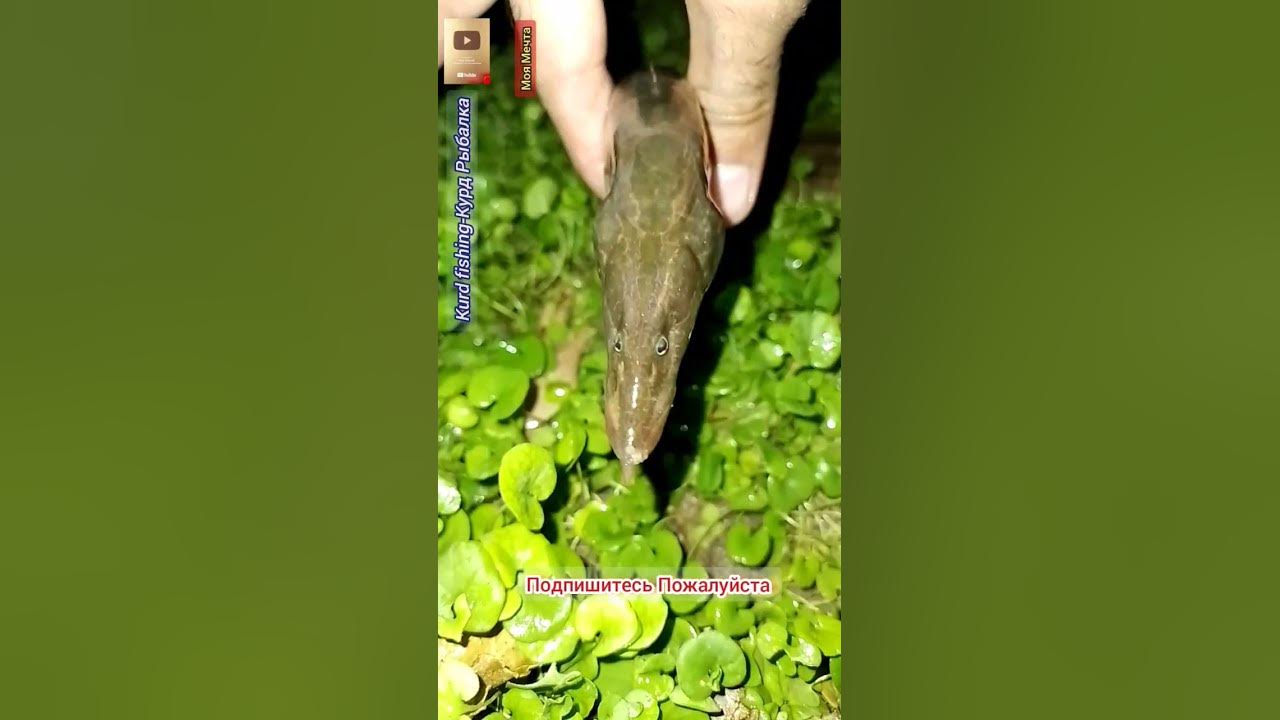 Угрь,вкусный но очень сложно егочистить #russia #fishing #рыбалка #рыба ...