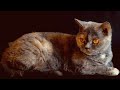 Funniest and cute catsfunny cats compilation