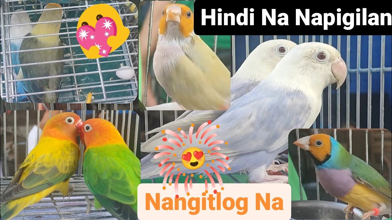 Vlog380 Nangitlog Sa Malabon Pet Market 🥰🦜🥰Pasyal Na Mga Lodi YouTube