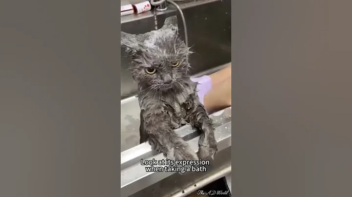 funny cats videos 🤣 #cat #trending #shorts