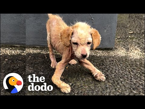 Video: Service Hund i træning har et magisk møde med sin tegneserie modpart på Disneyland