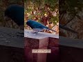 Fall relax #trending #birds