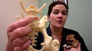 Ouch! Slipped Disks in Dogs