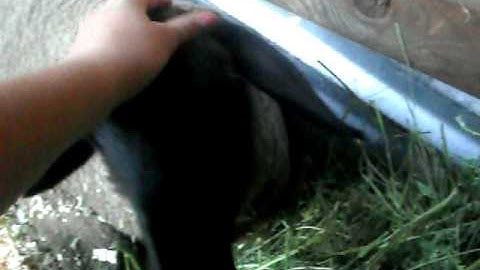 sheep with low selenium