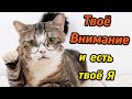 Твое внимание и есть твое Я