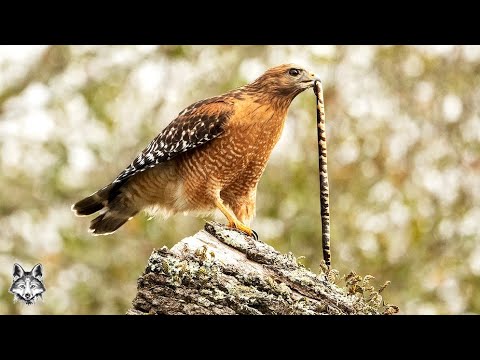 Vídeo: Quanto pesa um falcão ferruginoso?