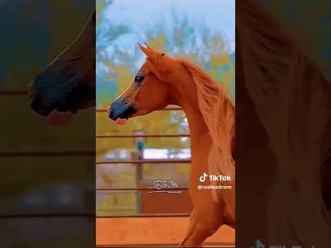 ١١ أبريل ٢٠٢٤