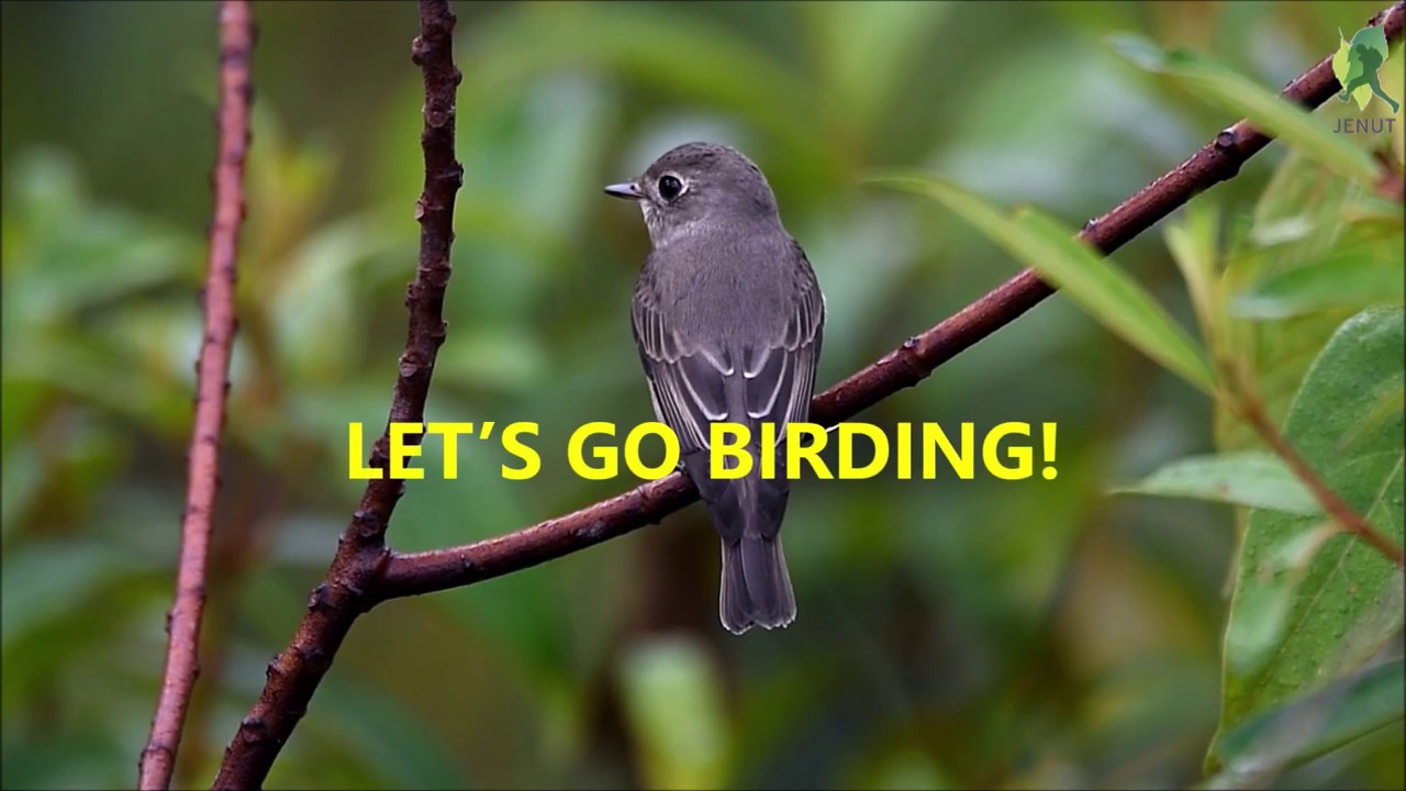 Dark-sided Flycatcher / Burung Sambar Siberia