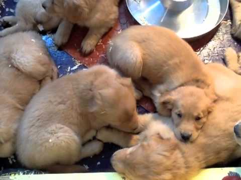 dog puppy sound