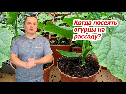 Когда сеять огурцы на рассаду- как не ошибиться со сроками посева.