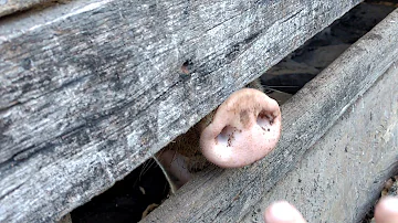 O que fazer com focinho de porco?