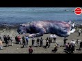 जब अचानक समुद्र से निकलकर बाहर आ गए ये 10 विशालकाय जीव | Giant Monsters in the Sea