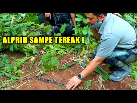 Video: Viper bertanduk: deskripsi, habitat, gaya hidup