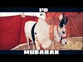 Cow ran away during Qurbani ! I'D Mubarak