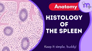 Histology of The Spleen | Parts | Function | Red Pulp | White Pulp | Animated Explanation