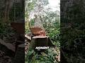 The Most Dangerous Tree to Cut in the Jungle #diy #treetrimming #treeworks #construction #didyouknow