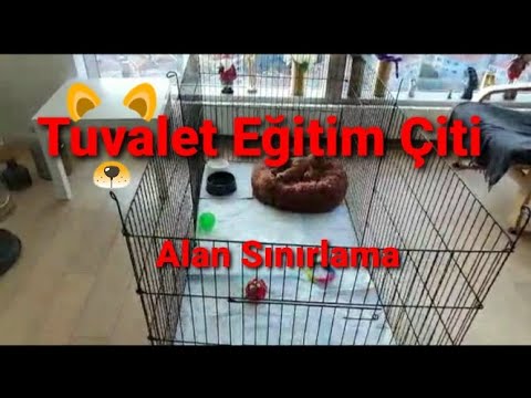 Video: Çöp Kutusu Nasıl Yavru Köpek Tren