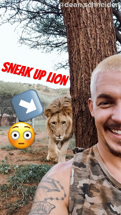 Caption This!!🦁Lion Sneak Up😳