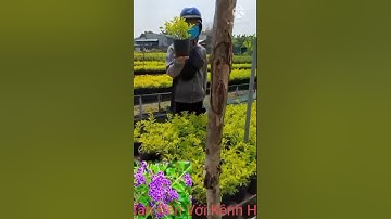 CHUỖI NGỌC HÀNG CÔNG TRÌNH  Hotline: 0939 986 946