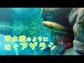 【北海道 円山動物園】アザラシ 水中トンネル