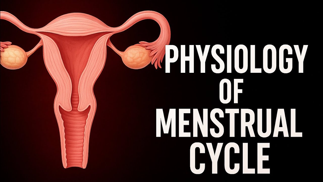Physiology of menstrual cycle stages hindi video 20 obg