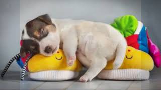 Top hình ảnh cún con dễ thương nhất!!!