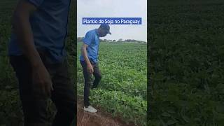 plantio de Soja no Paraguai #gospel #shorts #hinoevangelico