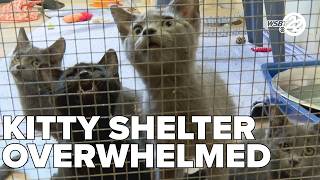 Cat shelter overwhelmed with surge in cat intake in Michigan City