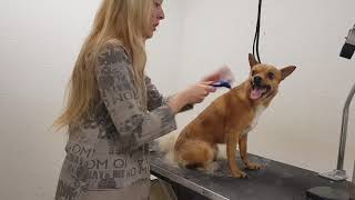 peluqueria canina perro de pelo corto