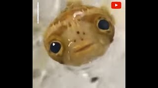 Guy Has A Pufferfish As Pet Such Unique Pet - Puffer Fish Video Cute Puffer  Fish As Pet - Youtube