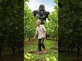 ek kisan aur gorila #trending #motivation #ai#moralstories