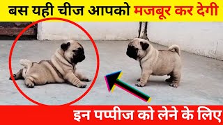 Full wrinkles & pure black mask | extraordinary quality pug puppies for sale