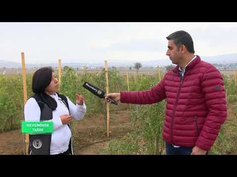 Video: Goji Meyveleri Yazlık Evlerinde