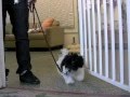 How To Teach Leash Walking - Who's Walking Who?