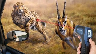 Top 10 Fastest Animals On This Planet