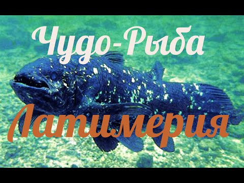 Video: Rybí Yassa (senegalská Ryba)