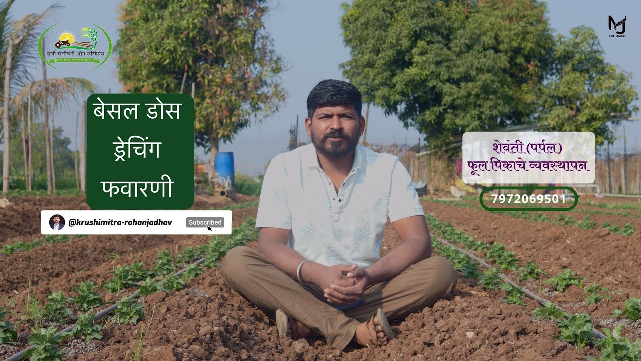 शेवंती (पर्पल ) लागवड व व्यवस्थापन / shevanti lagvad v vyavsthapan