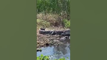 Thumbnail of Florida Gators | Black Hammock Airboat Ride #alligator #gators #floridagators