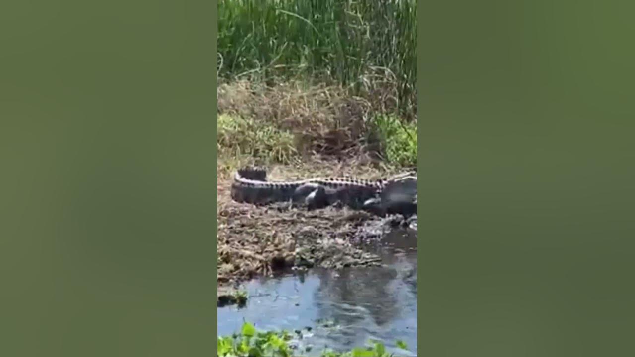 Florida Gators | Black Hammock Airboat Ride #alligator #gators #floridagators