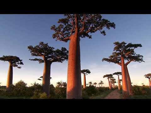 Video: Die amptelike tale van Madagaskar