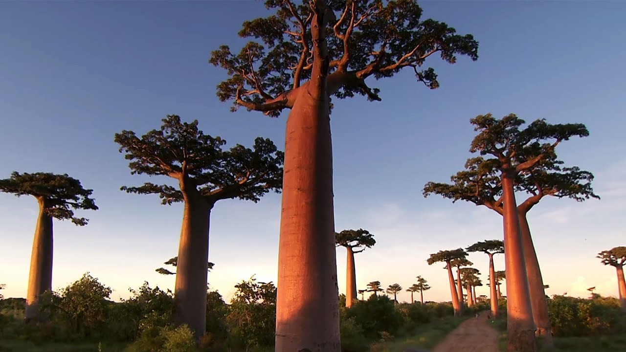 Madagascar: A Country Full Of Breathtaking Nature