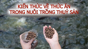 Cho cá ăn đúng cách và kiến thức về thức ăn khi nuôi cá