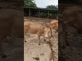 Beautiful Native African Breeds Of Cattle Ndama Beautiful Native African Breeds Of Cattle Ndama