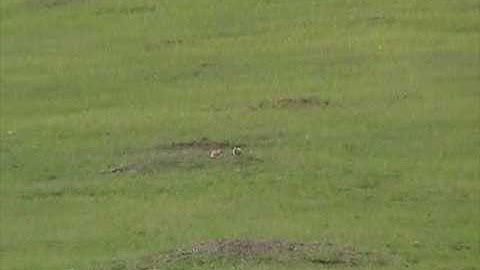 Paul Leary - Cooper 220 Swift