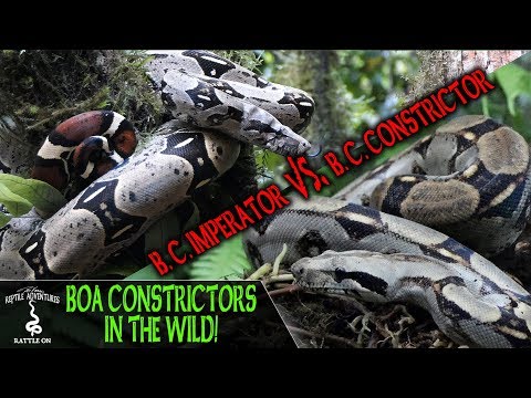 جنگل میں BOA کنسٹریکٹرز! (کیا ہم انہیں صحیح طریقے سے رکھ رہے ہیں؟) ایکواڈور میں ریپٹیل ایڈونچرز (2019)