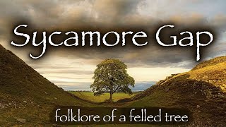 The Sycamore Gap : Folklore of the Sycamore Tree (a message of hope)
