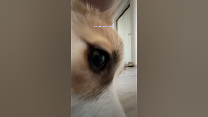 Лея В УЖАСЕ 🥹😁 #корги #corgi #коргимисси #мисси #shorts #shortsvideo #puppy #щенок #милыесобачки