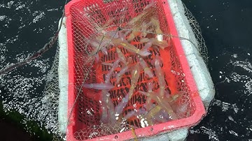 Nghề Mành Lùi Kết Hợp Câu Mực Nháy - Dân Biển