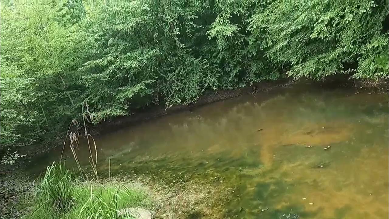 MILLET FIELD UPDATE AND PLANTING RICE FOR DUCKS IN SMALL PONDS YouTube